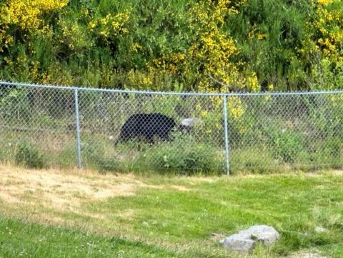 Our neighbour and mascot, the Black Bear