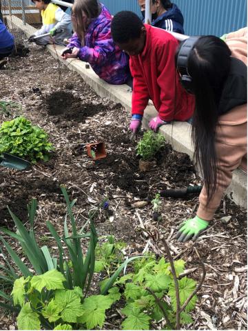 Students gardening in a planter. 