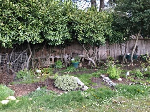 Our Under the Cedar garden with plants that are indigenous to the Sooke area. Students are stewards of this garden as they planted & maintain the garden.